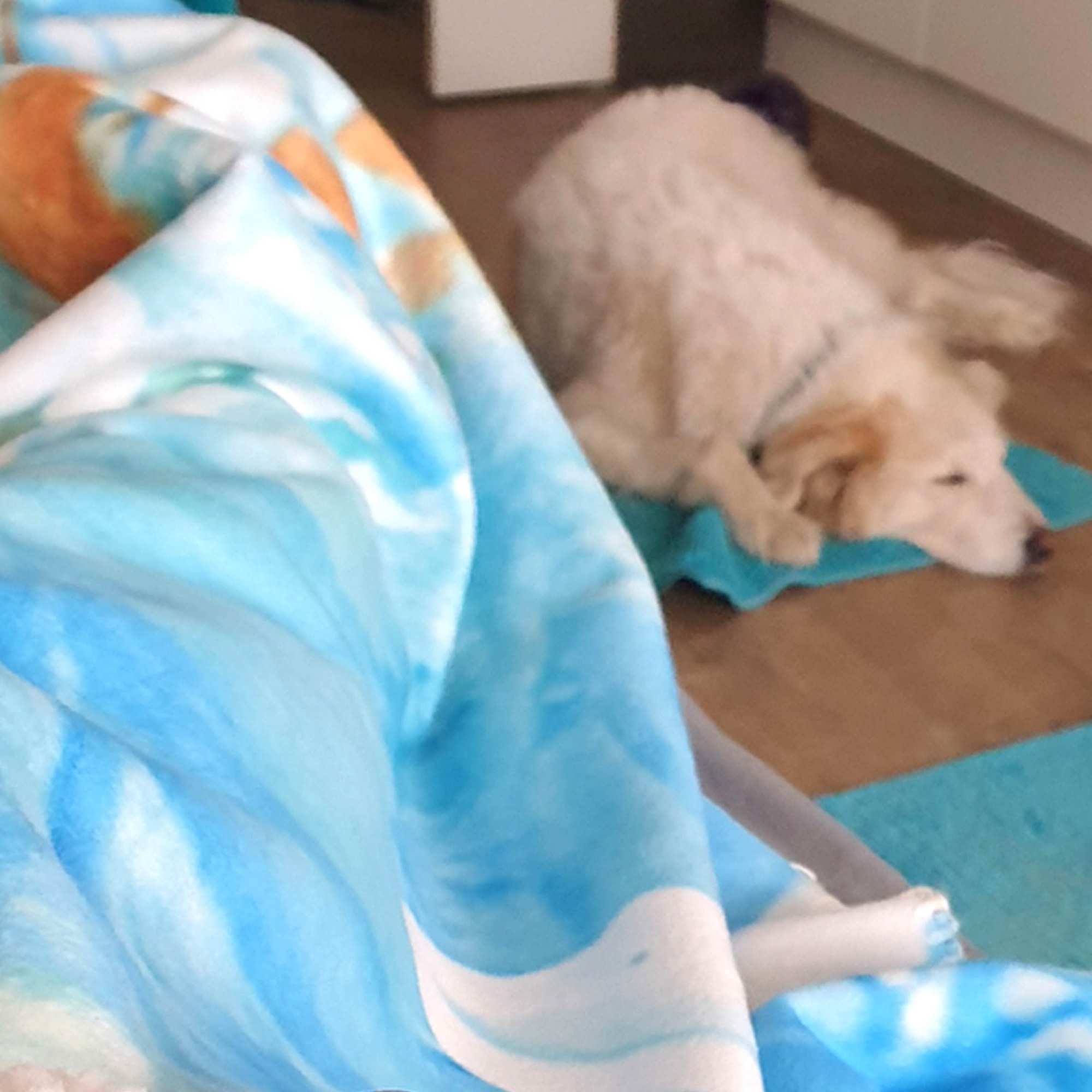 Weiche Kuscheldecke in Himmelblau und Türkistönen im Vordergrund, im Hintergrund liegt ein großer weißer Hund auf einer Decke am Boden.