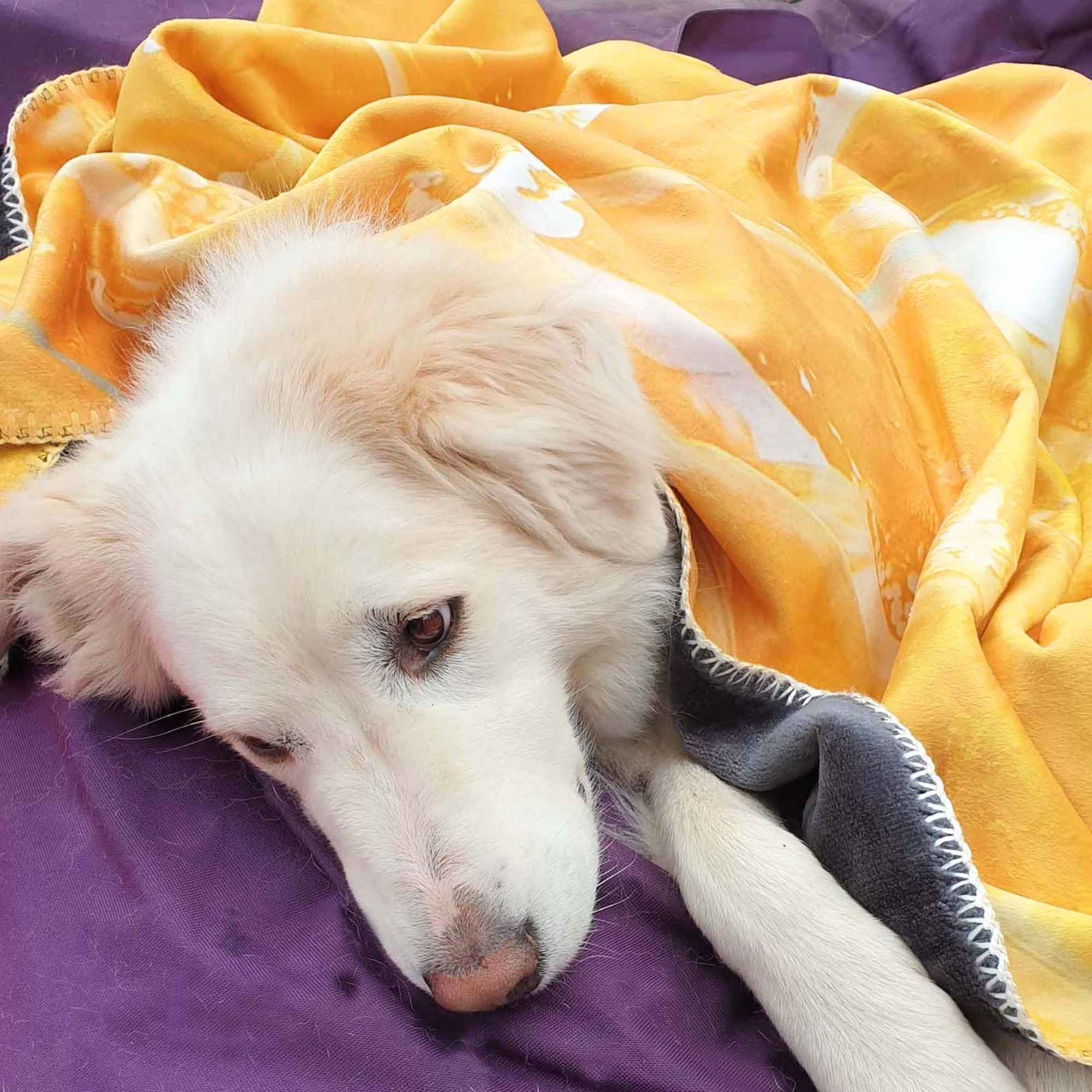 Weißer Hund liegt entspannt auf violettem Kissen und ist teilweise mit der orange-gelben Kuscheldecke „HEALING“ zugedeckt - sanfte, beruhigende Atmosphäre.