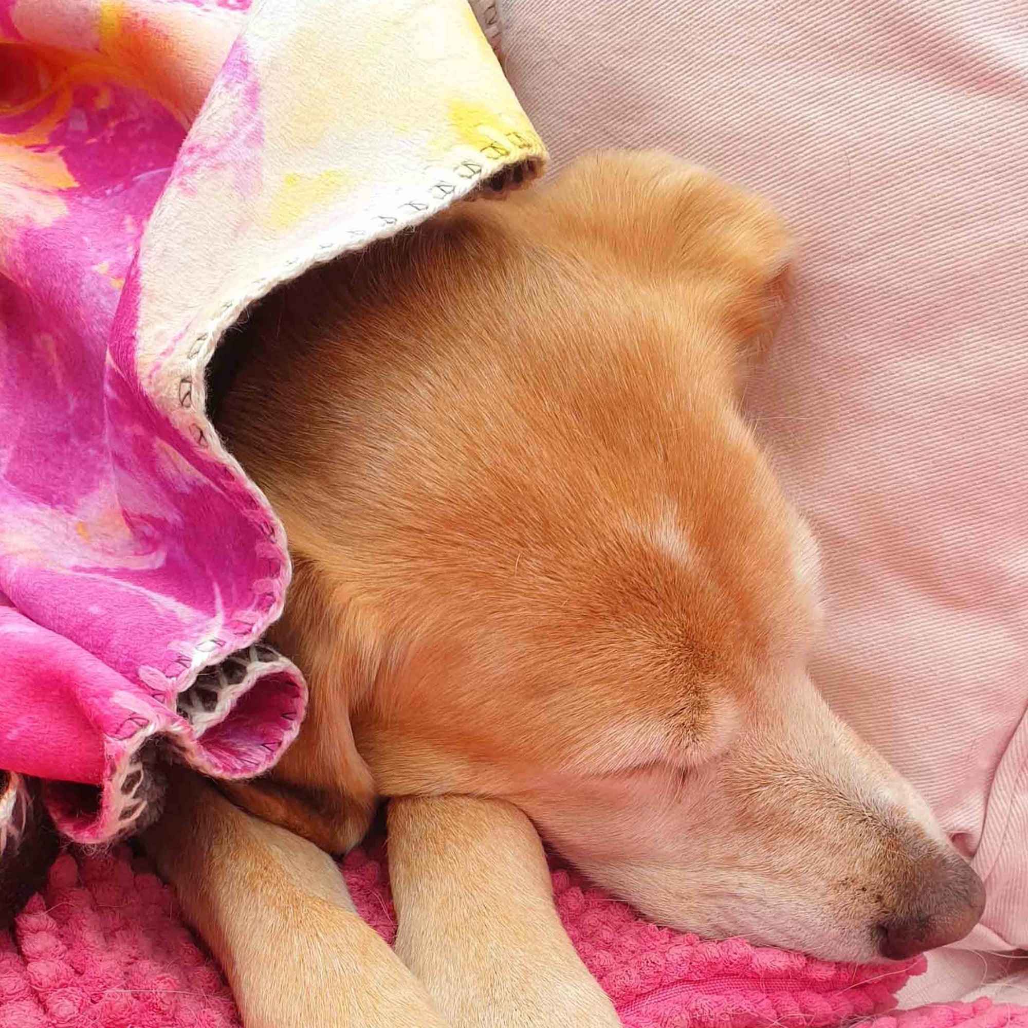 Hund liegt unter der Decke „LA MER“ mit rosa und violetten Farbtönen